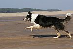 hundefotos border_collie