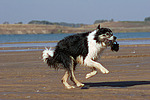 hundefotos border_collie