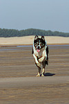 hundefotos border_collie