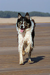 hundefotos border_collie