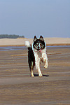 hundefotos border_collie