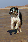 hundefotos border_collie