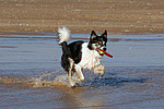 hundefotos border_collie