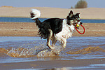 hundefotos border_collie