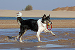 hundefotos border_collie
