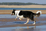 hundefotos border_collie