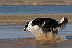 hundefotos border_collie
