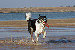 hundefotos border_collie