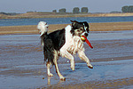 hundefotos border_collie