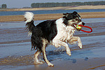 hundefotos border_collie