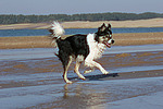 hundefotos border_collie
