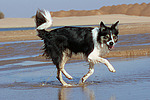 hundefotos border_collie