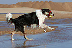 hundefotos border_collie
