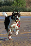 hundefotos border_collie