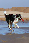hundefotos border_collie