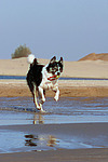 hundefotos border_collie