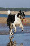 hundefotos border_collie
