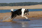 hundefotos border_collie