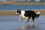 hundefotos border_collie