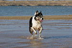hundefotos border_collie