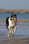 hundefotos border_collie