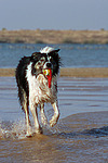 hundefotos border_collie