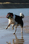 hundefotos border_collie