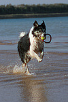hundefotos border_collie