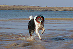 hundefotos border_collie
