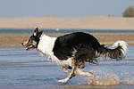 hundefotos border_collie