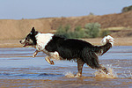 hundefotos border_collie
