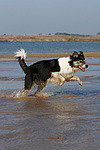 hundefotos border_collie