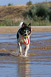 hundefotos border_collie