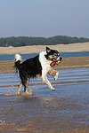 hundefotos border_collie