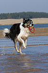hundefotos border_collie