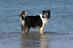 hundefotos border_collie