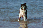 hundefotos border_collie