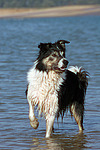 hundefotos border_collie