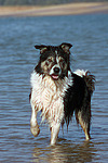 hundefotos border_collie