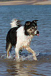 hundefotos border_collie