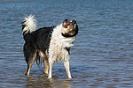 hundefotos border_collie