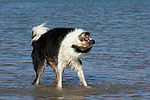 hundefotos border_collie