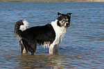 hundefotos border_collie