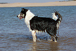 hundefotos border_collie