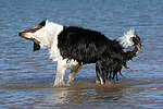 hundefotos border_collie