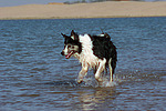 hundefotos border_collie