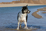 hundefotos border_collie