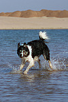 hundefotos border_collie