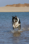 hundefotos border_collie