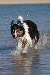hundefotos border_collie